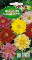 Nasiona i cebule - Dalia Zmienna Unwins Mieszanka Polan - miniaturka - grafika 1