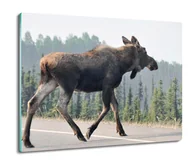 Deski do krojenia - osłonka kuchenna z foto Łoś na drodze las 60x52, ArtprintCave - miniaturka - grafika 1