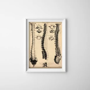 Plakat na ścianę Anatomia John Fotherby - Plakaty - miniaturka - grafika 1