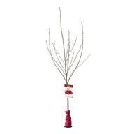 Kwiaty doniczkowe - Drzewko owocowe w balocie Wiśnia wys. 160-170 cm - miniaturka - grafika 1