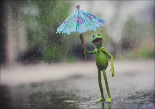 Kermit Żaba, Ulica Sezamkowa - plakat Wymiar do wyboru: 59,4x42 cm - Plakaty - miniaturka - grafika 1