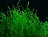 Dekoracje do akwarium - Mech Flame Moss Porcja 10 gałązek In Vitro Piękny - miniaturka - grafika 1