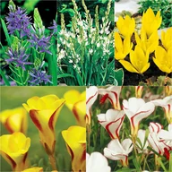Nasiona i cebule - Zestaw 1 Rośliny Różne 5 odmian 5 szt - miniaturka - grafika 1