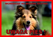 Pozostałe akcesoria dla psów - Rokus Rokus Tabliczka "Uwaga pies" collie - miniaturka - grafika 1