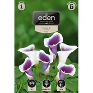Nasiona i cebule - Kalla Picasso 1 sztuka Eden - miniaturka - grafika 1