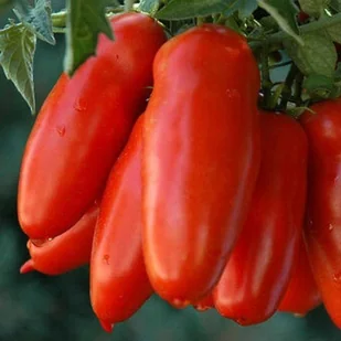 Pomidor gruntowy HUGO idealny do grillowania (Solanum lycopersicum L.) - Nasiona i cebule - miniaturka - grafika 1