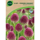 Nasiona i cebule - Czosnek Sphaerocephalon 4/5 10szt. Cebulki kwiatów Geolia - miniaturka - grafika 1