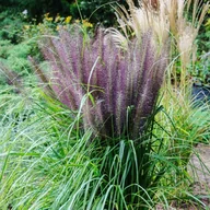 Trawy i trawniki - Rozplenica japońska 'Black Beauty' (Pennisetum alopecuroides) Doniczka 2.5L - miniaturka - grafika 1