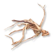 Dekoracje do terrarium - Korzeń Japoński, Bagienny Do Terrarium I Akwarium Rozmiar L 50-60Cm - miniaturka - grafika 1