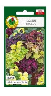 Koleus Blumego mix 0,1 g PNOS - Nasiona i cebule - miniaturka - grafika 1