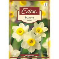 Nasiona i cebule - Narcyz miniaturowy Minnow 5 sztuk Eden - miniaturka - grafika 1
