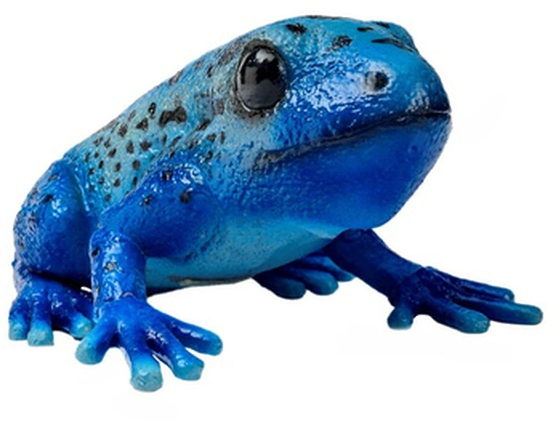 *****Żaba Drzewołaz niebieska 26cm 21482 14826***