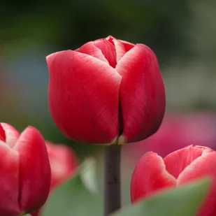 Tulipan Triumph Kung Fu 5 szt cebulki tulipanów Tulipany - Nasiona i cebule - miniaturka - grafika 1