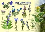 Pomoce naukowe - Tablica 100x72cm Rośliny Tatr. Goryczkowate - Koliber - miniaturka - grafika 1