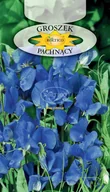 Nasiona i cebule - GROSZEK PACHNĄCY NIEBIESKI 3g - miniaturka - grafika 1