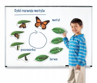 Magnetyczny cykl rozwoju Motyl - Mały naukowiec - miniaturka - grafika 1