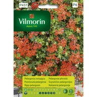 Nasiona i cebule - Pelargonia zwisająca czerwona nasiona Vilmorin - miniaturka - grafika 1