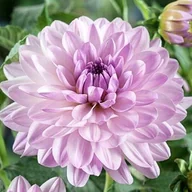 Nasiona i cebule - Dalia dekoracyjna Valentino 1 szt. - miniaturka - grafika 1