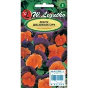Nasiona i cebule - Nasiona Bratek Orange Violet pomarańczowo-fioletowy 0.30g - W.Legutko - miniaturka - grafika 1