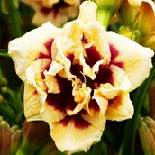 Nasiona i cebule - Hemerocallis Liliowiec Roswitha 1 szt. - miniaturka - grafika 1