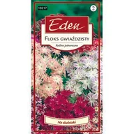 Nasiona i cebule - Floks gwiaździsty 0,5 g Eden - miniaturka - grafika 1