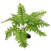 Dekoracje do terrarium - Repti Planet REPTI PLANET Paproć 20cm sztuczna roślina do terrarium 007-55104 - miniaturka - grafika 1