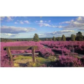 Kalendarze - Aniew Kalendarz 2019 Trójdzielny Wrzos - miniaturka - grafika 1