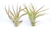 Kwiaty doniczkowe - Tillandsia MULTIFLORA L ~10-13 cm - miniaturka - grafika 1