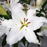 Nasiona i cebule - Lilia orientalna Pathos XXL (22/24) 1 szt. cebule cebulki lilii lilie - miniaturka - grafika 1