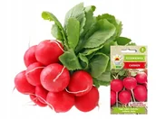 Nasiona i cebule - Rzodkiewka czerwona CARMEN Toraf 10g - miniaturka - grafika 1