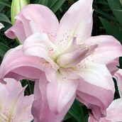 Nasiona i cebule - Lilia azjatycka pełna Lotus Queen XL (18/20) 1 szt. - miniaturka - grafika 1