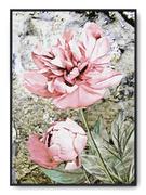 Plakaty - Plakat r A4 21x30 cm Kwiaty Róż Rośliny Natura - miniaturka - grafika 1