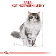 Sucha karma dla kotów - Royal Canin Norwegian Forest 400 G - miniaturka - grafika 1