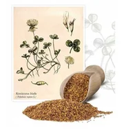 Nasiona i cebule - Koniczyna biała Apolo 0,5 kg - miniaturka - grafika 1