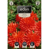 Nasiona i cebule - Dalia kaktusowa Park Idylle 1 sztuka Eden - miniaturka - grafika 1
