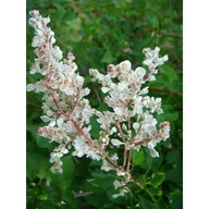 Kwiaty doniczkowe - Pnącza i krzewy świata (rdest) - miniaturka - grafika 1