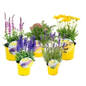 Kwiaty doniczkowe - Byliny miododajne mix - miniaturka - grafika 1