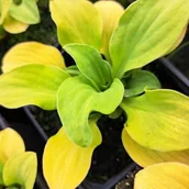 Nasiona i cebule - Hosta Funkia Sun Mouse 1 szt. - miniaturka - grafika 1