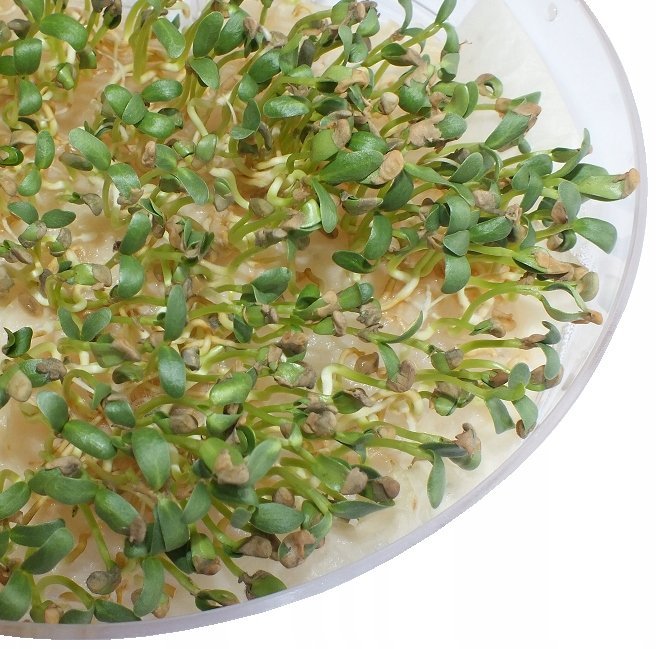 NASIONA NA KIEŁKI Brokuły 100 g DUŻA PAKA od Skworc