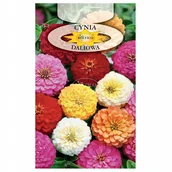 Nasiona i cebule - CYNIA DALIOWA MIESZANKA duża paczka NASIONA - miniaturka - grafika 1