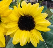 Nasiona i cebule - Słonecznik Ozdobny LEMON QUEEN kolor cytrynowy szybko rosnący - nasiona - miniaturka - grafika 1