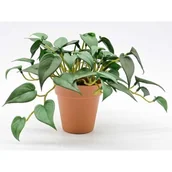 Sztuczne kwiaty - Roślina w doniczce - miniaturka - grafika 1