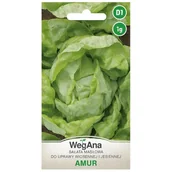 Nasiona i cebule - Sałata masłowa Amur nasiona 1g nasiona - WegAna - miniaturka - grafika 1