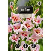 Nasiona i cebule - Mieczyk karłowy Elwira 7 sztuk Eden - miniaturka - grafika 1