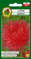 Nasiona i cebule - NASIONA ASTER IGIEŁKOWY CZERWONY OGNISTY PTAK 916 - miniaturka - grafika 1