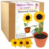 Nasiona i cebule - Prezent na Dzień Mamy kwiat Słonecznik Ozdobny prezent na dzień Matki róża - miniaturka - grafika 1