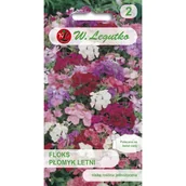 Nasiona i cebule - Floks Płomyk Letni mieszanka kolorowych kwiatów - miniaturka - grafika 1