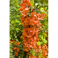 Sadzonki drzew krzewów - Owocowy raj (pigwowiec japoński) - miniaturka - grafika 1