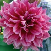 Nasiona i cebule - Dalia talerzowa Emory Paul 1 szt. - miniaturka - grafika 1