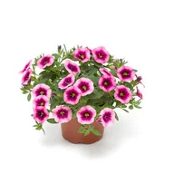 Kwiaty doniczkowe - Calibrachoa wys. 25 cm don. 10,5 cm - miniaturka - grafika 1